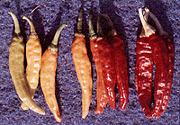 Charleston Hot: Red Hot Pepper